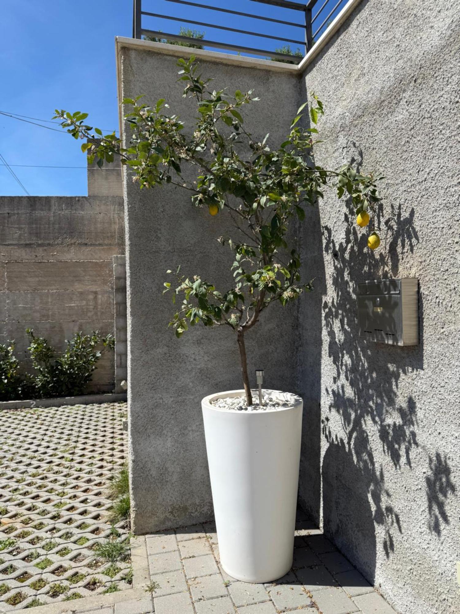 Lemon Tree Dubrovnik Apartments Extérieur photo